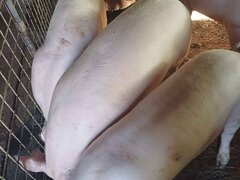 Vand porci pentru Craciun