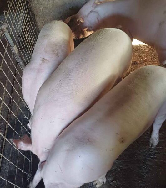 Vand porci pentru Craciun