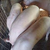 Vand porci pentru Craciun